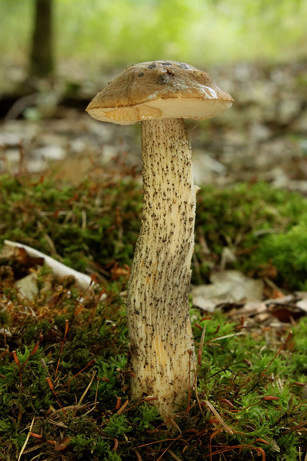 kozák brezový Leccinum scabrum (Bull.) Gray