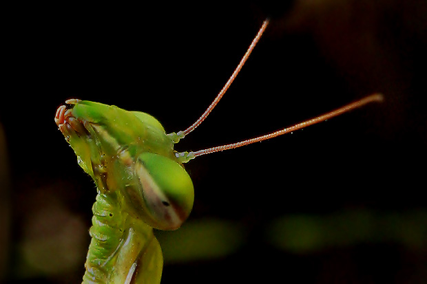 modlivka zelená Mantis religiosa