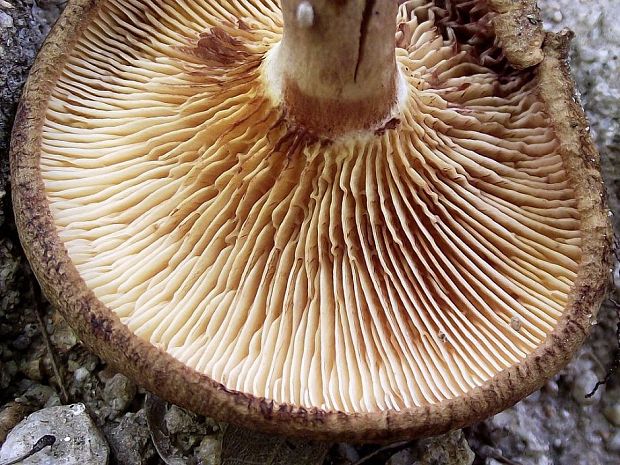 čechračka jelšová Paxillus rubicundulus  P.D. Orton