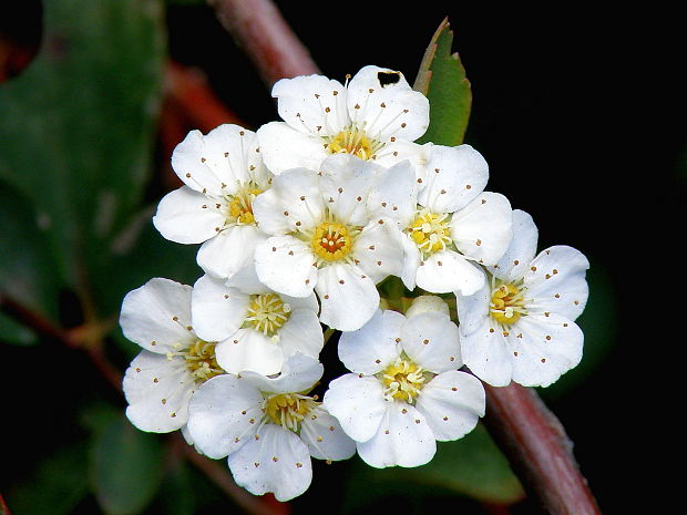 tavoľník van houtteho Spiraea x vanhouttei (Briot) Zabel