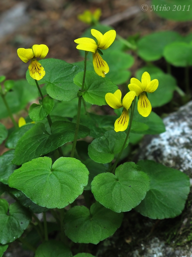 fialka dvojkvetá Viola biflora L.