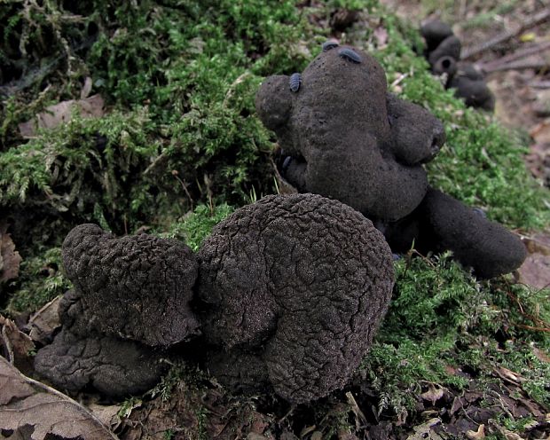 drevnatec kyjakovitý Xylaria polymorpha (Pers.) Grev.