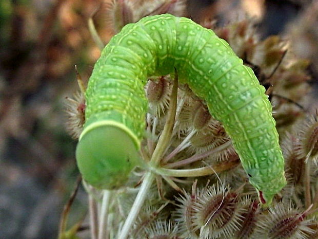 zelenka buková  Pseudoips prasinana