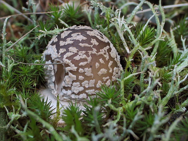 muchotrávka hrubá Amanita cf. excelsa (Fr.) Bertill.