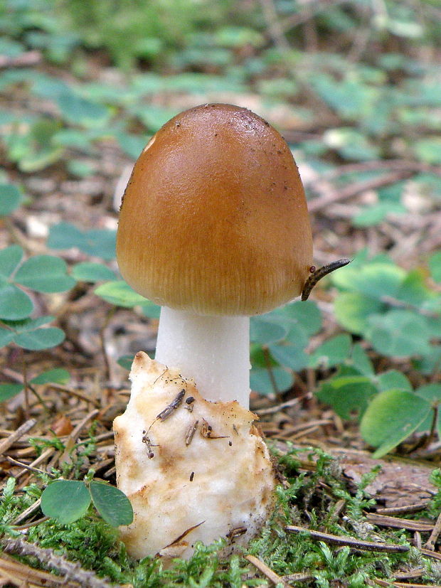 muchotrávka plavohnedá Amanita fulva Fr.