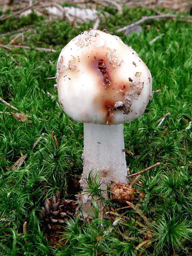 muchotrávka červenkastá Amanita rubescens Pers.