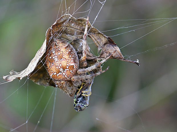 križiak obyčajný  Araneus diadematus