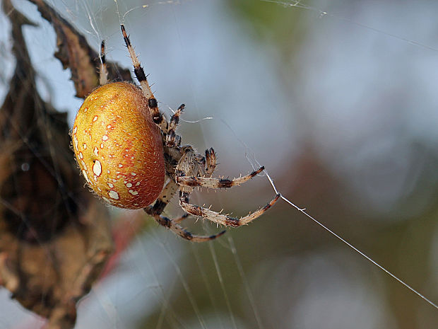 križiak štvorškvrnný  Araneus quadratus