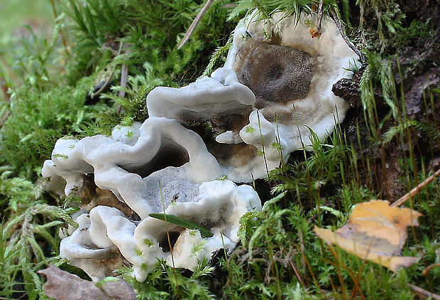 sivopórovka tmavá Bjerkandera adusta (Willd.) P. Karst.