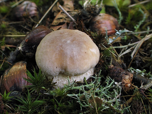 hríb smrekový Boletus edulis Bull.