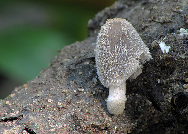 hnojník Coprinellus sp.?