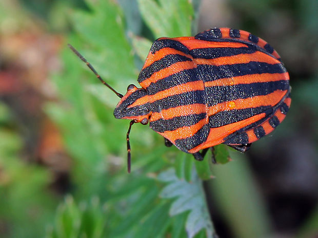 bzdocha pásavá  Graphosoma italicum