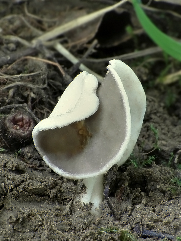 chriapač Helvella sp.