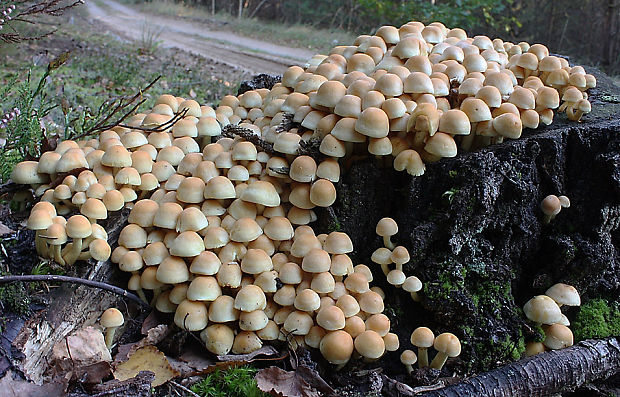 strapcovka zväzkovitá Hypholoma fasciculare (Huds.) P. Kumm.