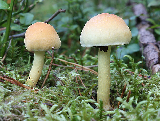 strapcovka zväzkovitá Hypholoma fasciculare (Huds.) P. Kumm.