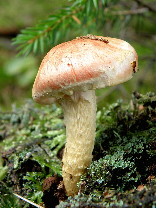 strapcovka tehlovočervená Hypholoma lateritium (Schaeff.) P. Kumm.