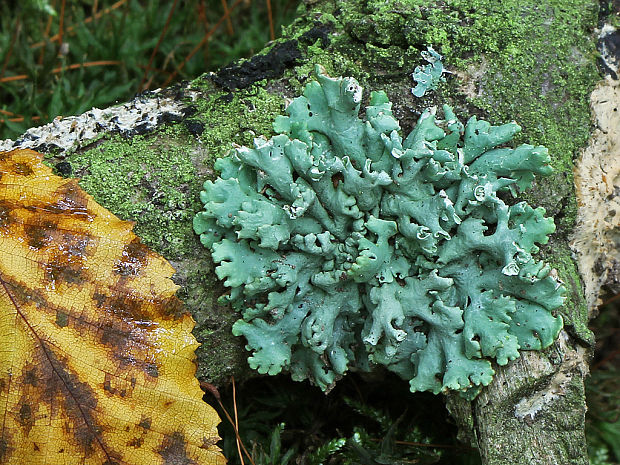 diskovka bublinatá Hypogymnia physodes (L.) Nyl.