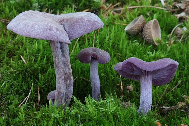 lakovka ametystová Laccaria amethystina (Huds.) Cooke