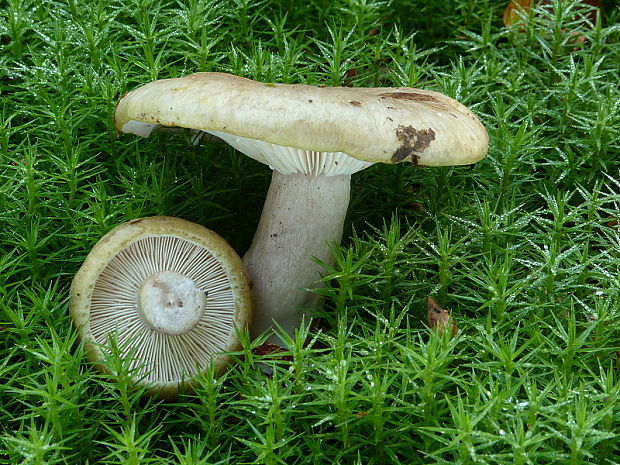 rýdzik sivozelený Lactarius blennius (Fr.) Fr.