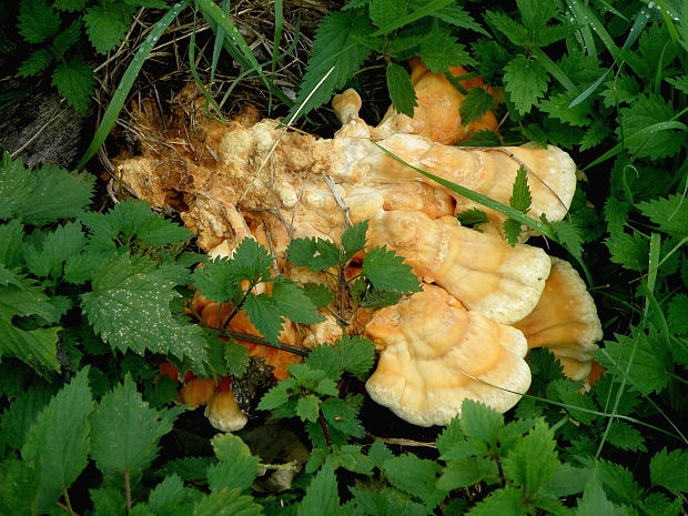 sírovec obyčajný Laetiporus sulphureus (Bull.) Murrill