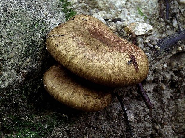 čechračka jelšová Paxillus rubicundulus  P.D. Orton