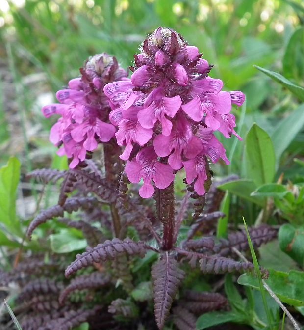 všivec praslenatý Pedicularis verticillata L.