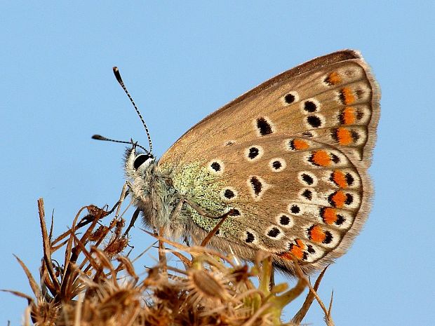 modráčik obyčajný Polyommatus icarus Rottemburg, 1775