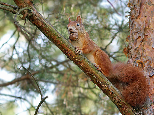 veverička obyčajná  Sciurus vulgaris