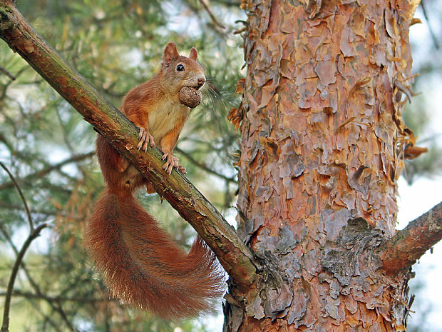 veverička obyčajná  Sciurus vulgaris