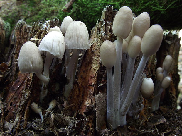 prilbička mycena sp.