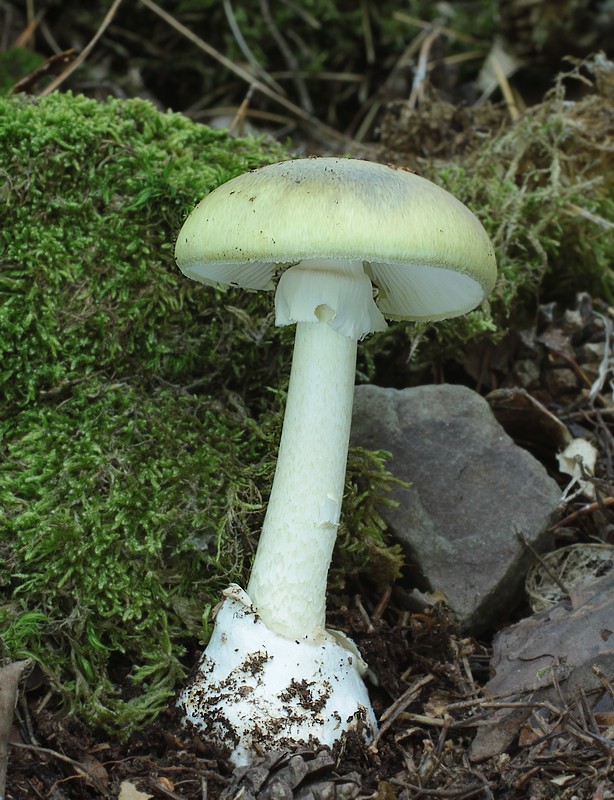 muchotrávka zelená Amanita phalloides (Vaill. ex Fr.) Link