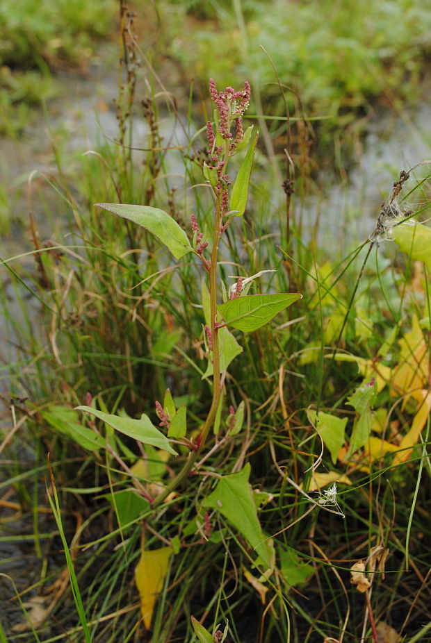 loboda rozprestretá Atriplex prostrata DC.