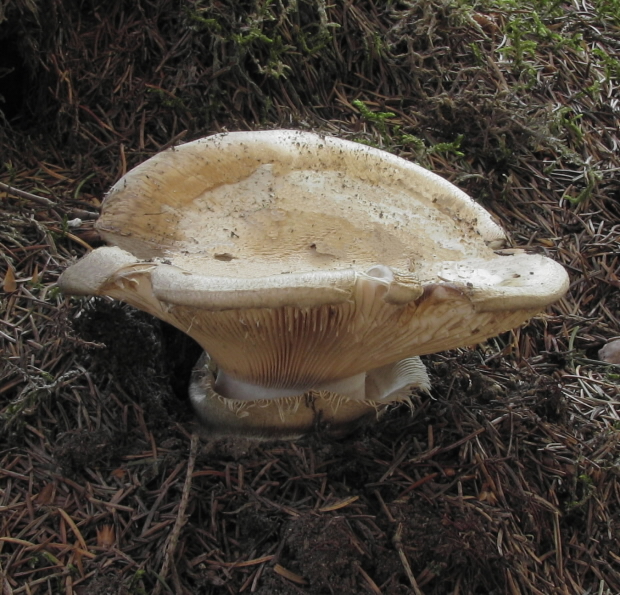 náramkovka cisárska Catathelasma imperiale (P. Karst.) Singer