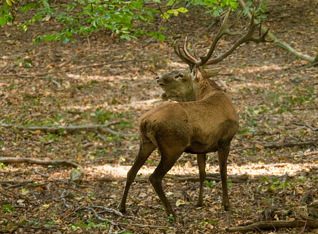 jeleň lesný Cervus elaphus