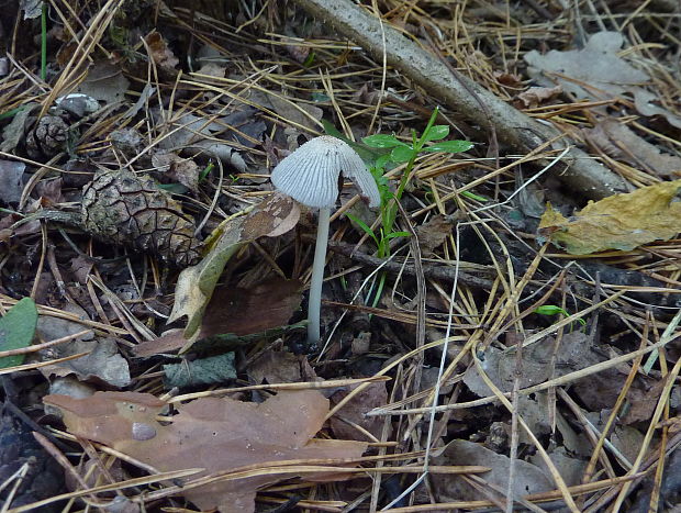 hnojník Coprinellus radians?