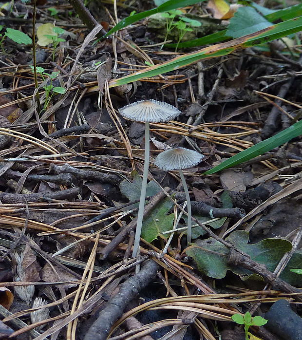 hnojník Coprinellus sp.