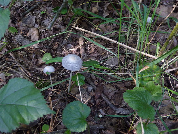 hnojník Coprinellus sp.