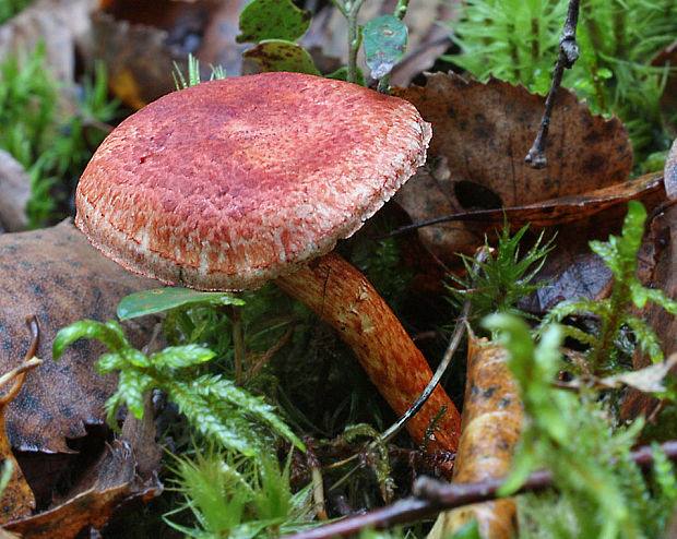 pavučinovec červenošupinatý Cortinarius bolaris (Pers.) Fr.