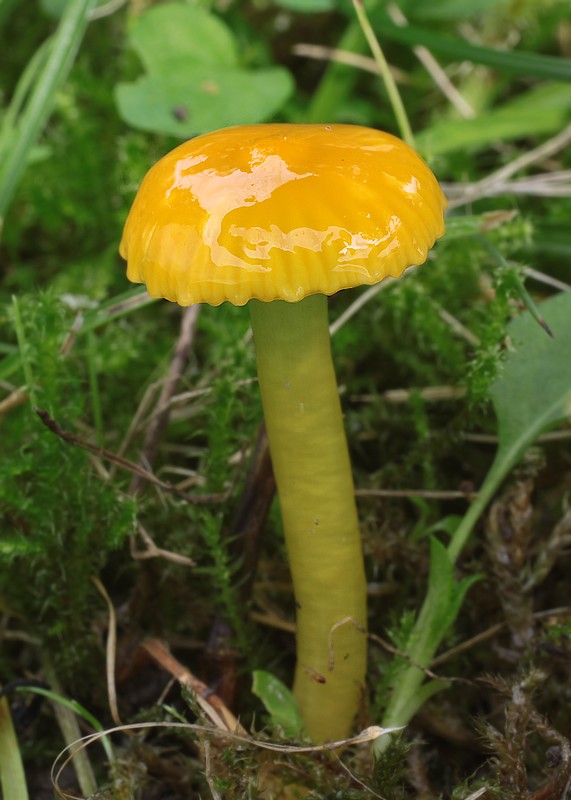 lúčnica žltozelená Gliophorus psittacinus (Schaeff.) Herink