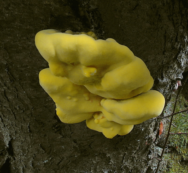 sírovec obyčajný Laetiporus sulphureus (Bull.) Murrill