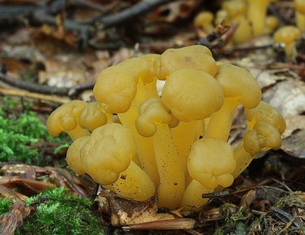 klincovka slizká Leotia lubrica (Scop.) Pers.