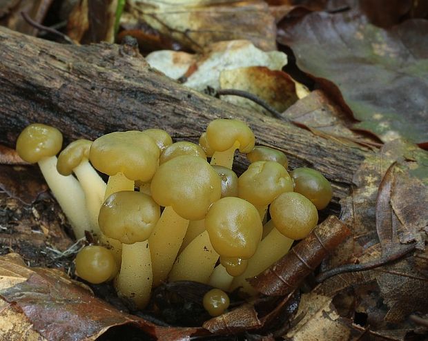 klincovka slizká Leotia lubrica (Scop.) Pers.