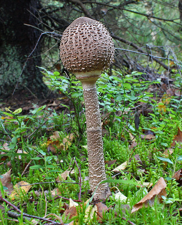 bedľa vysoká Macrolepiota procera (Scop.) Singer