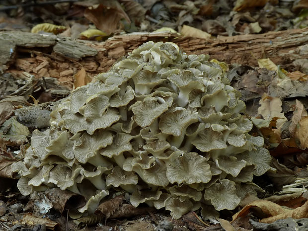 trúdnik klobúčkatý Polyporus umbellatus (Pers.) Fr.