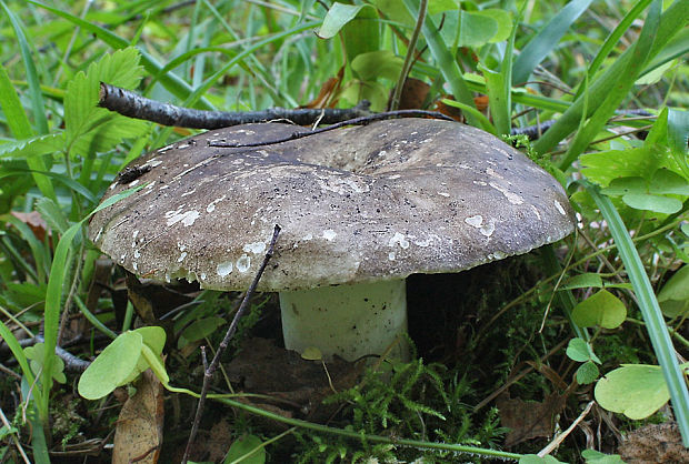 plávka černejúca Russula nigricans Fr.