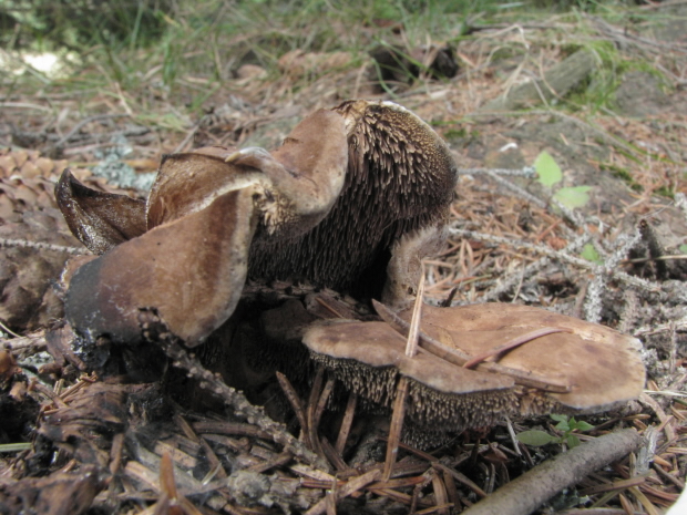 jelenkovec Sarcodon sp.