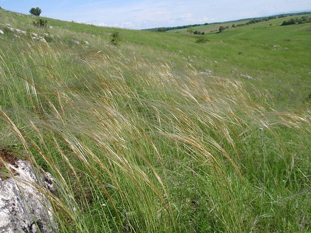 kavyľ pôvabný Stipa pulcherrima K. Koch