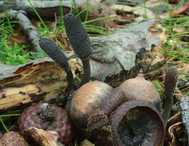 žezlovka srnková Tolypocladium ophioglossoides (J.F. Gmel.) Quandt, Kepler & Spatafora