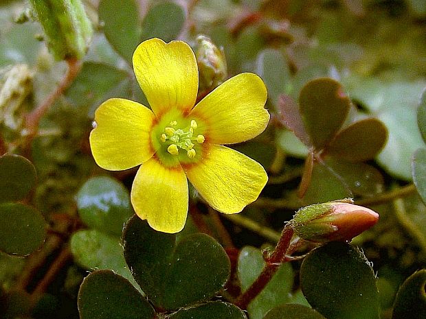 kysličkovec rožkatý Xanthoxalis corniculata  (L.) Small