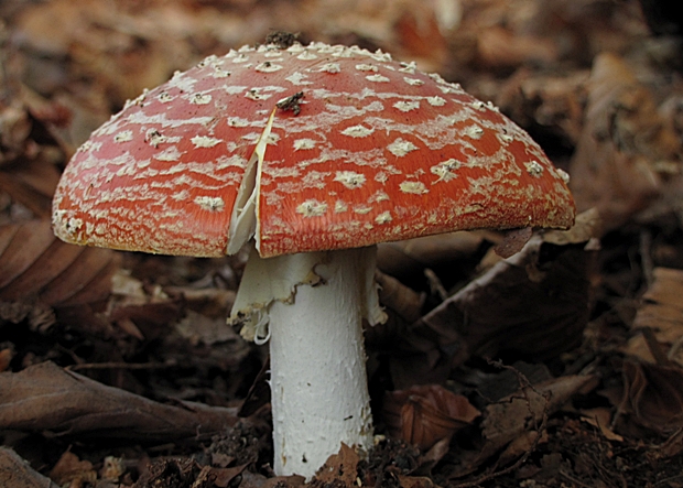 muchotrávka červená Amanita muscaria (L.) Lam.